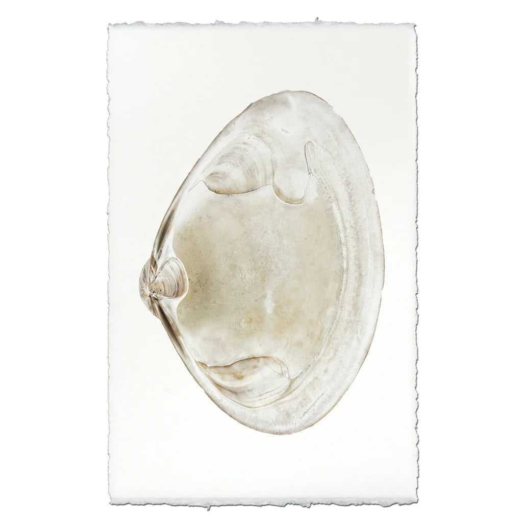 Atlantic Clam Shadowbox