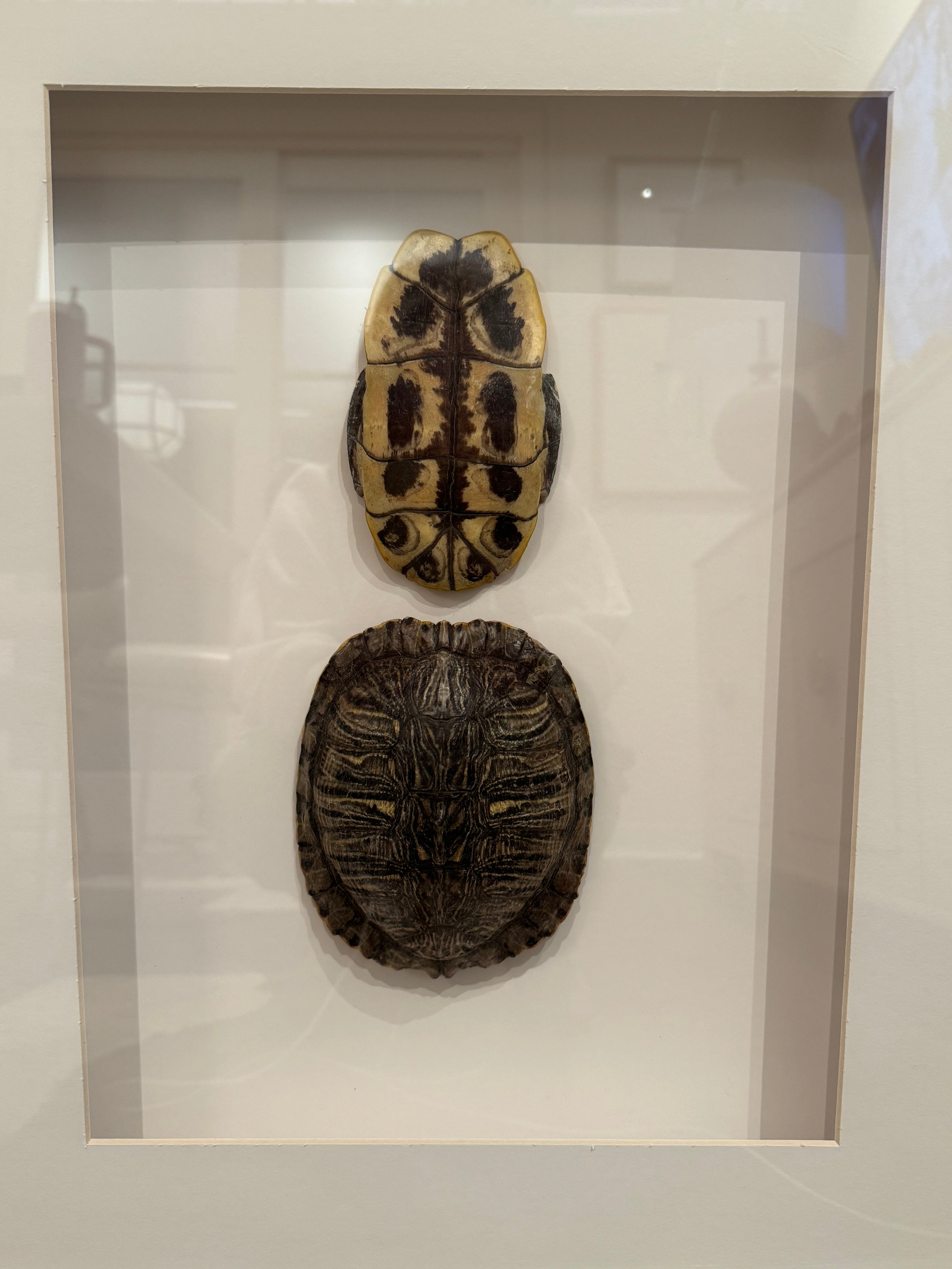 Framed Real Turtle Shell