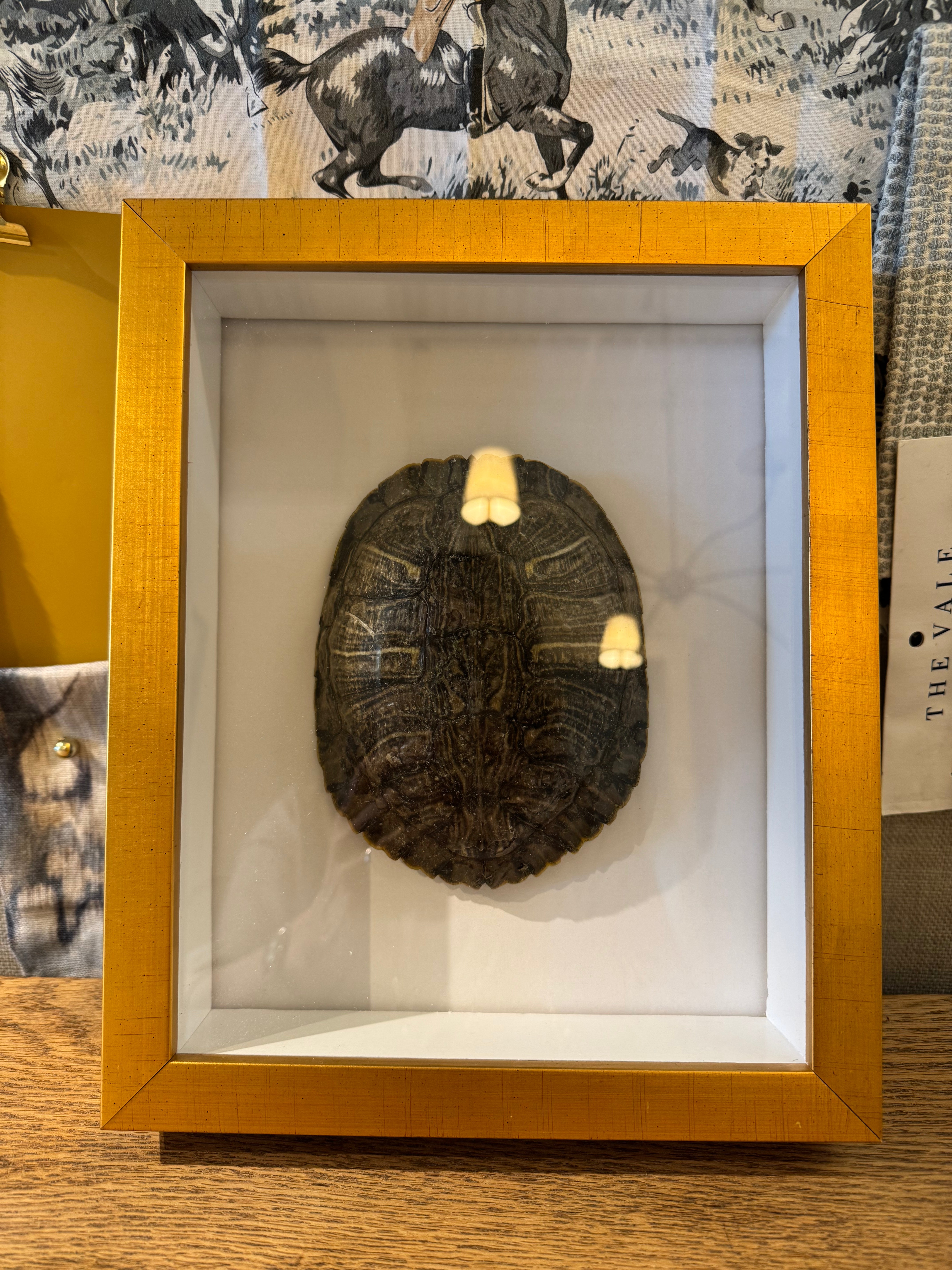 Turtle Shell Shadowbox