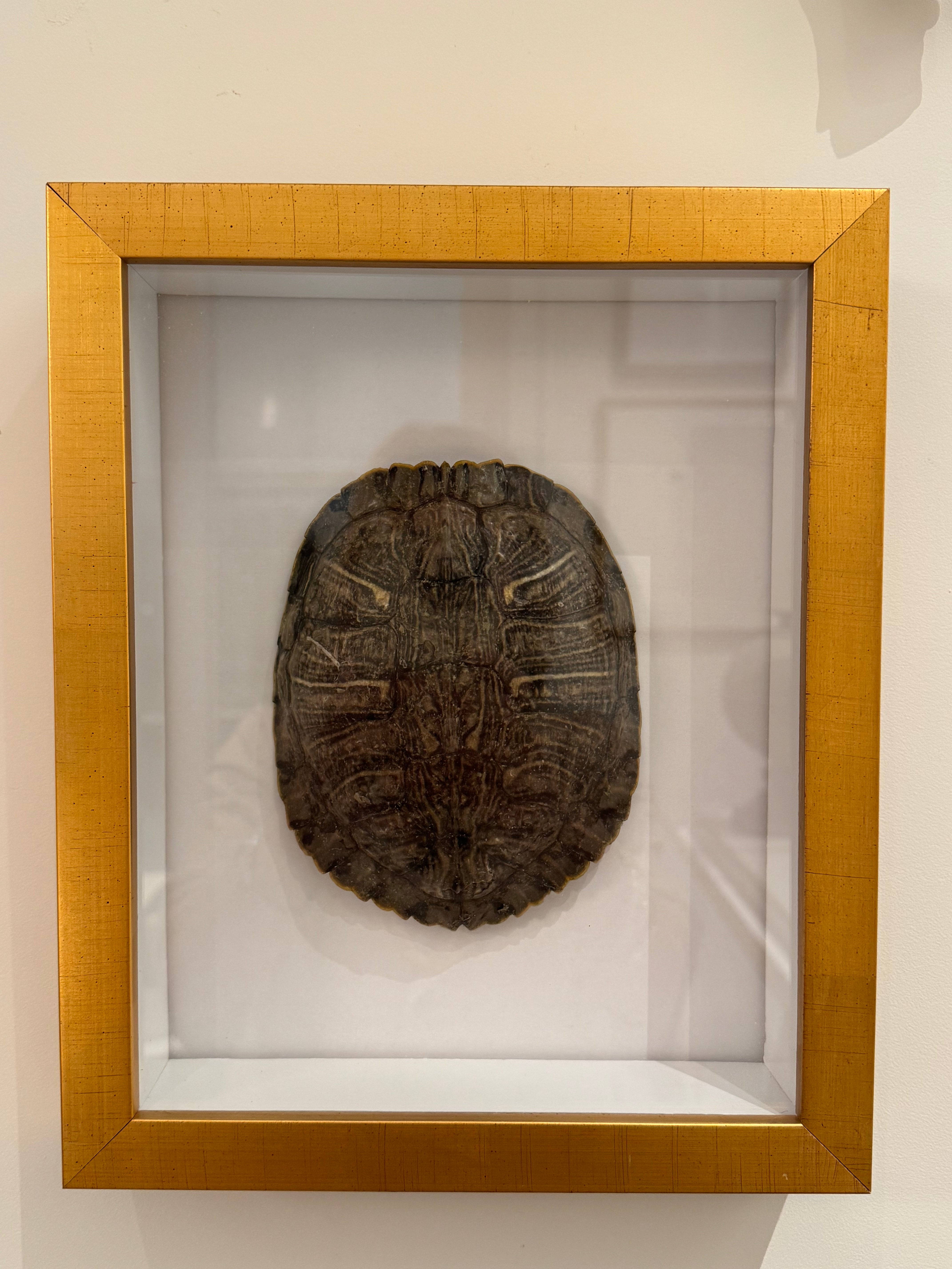Turtle Shell Shadowbox