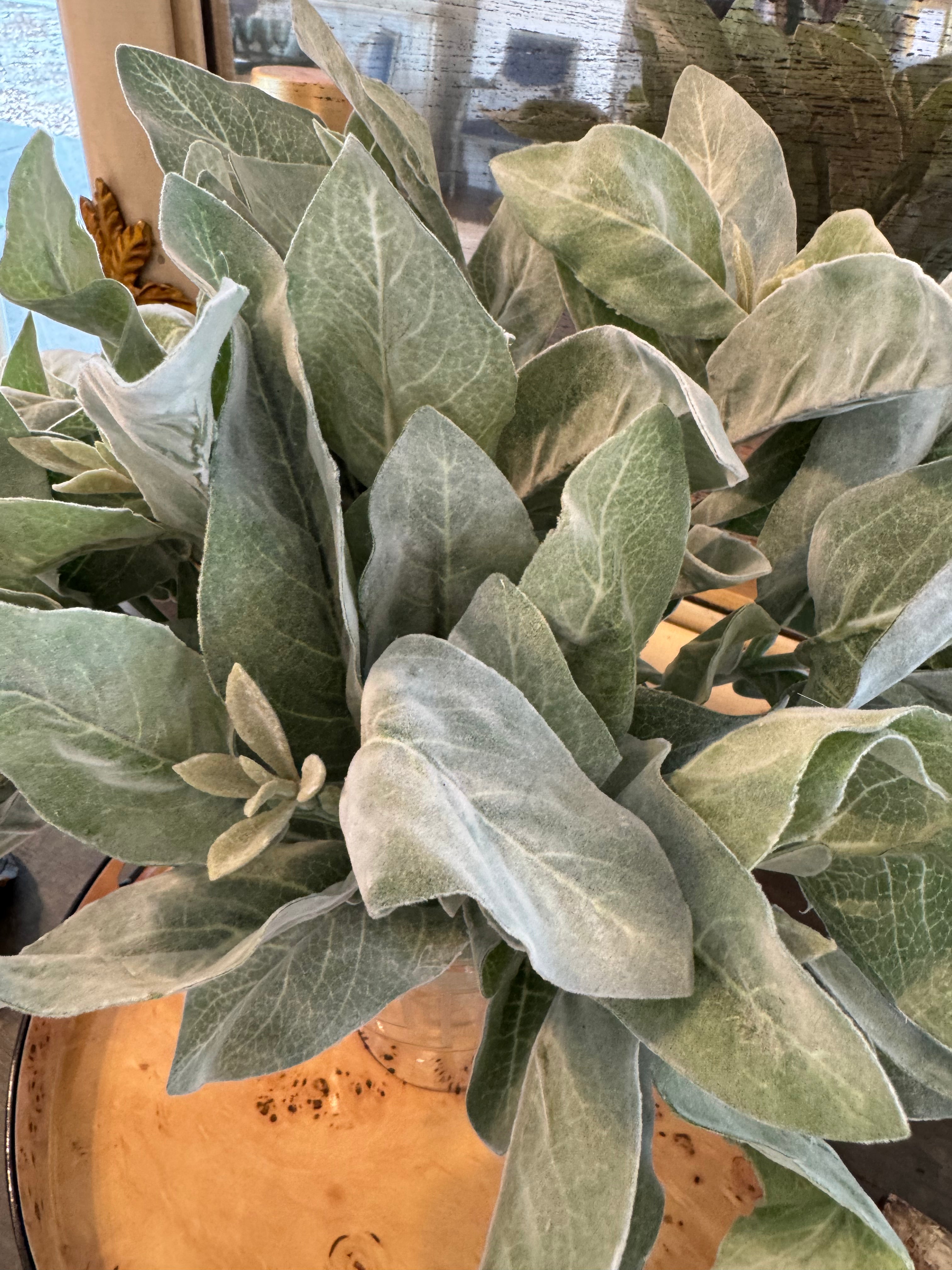 Lambs Ear Spray