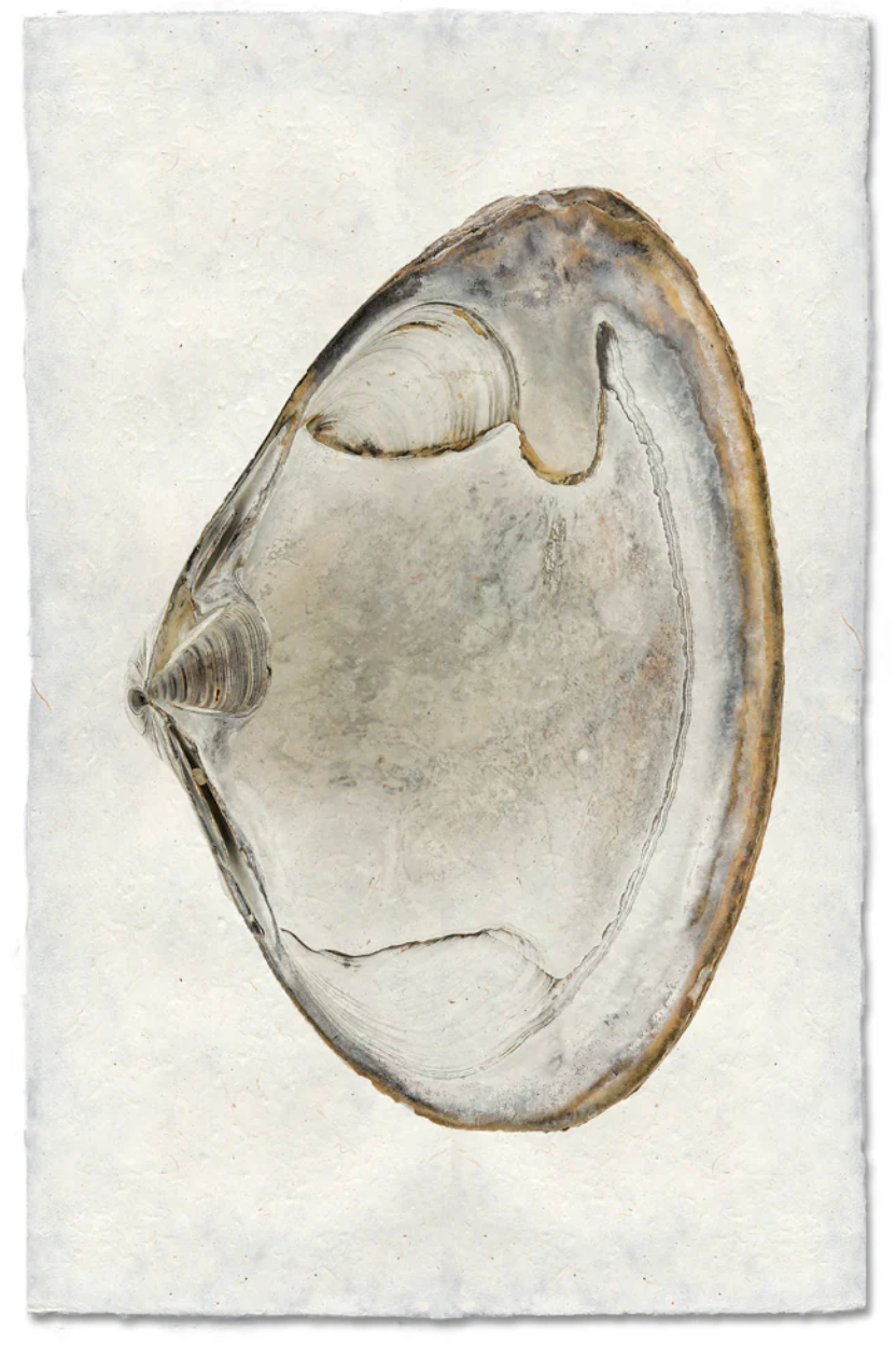 Atlantic Clam Shadowbox