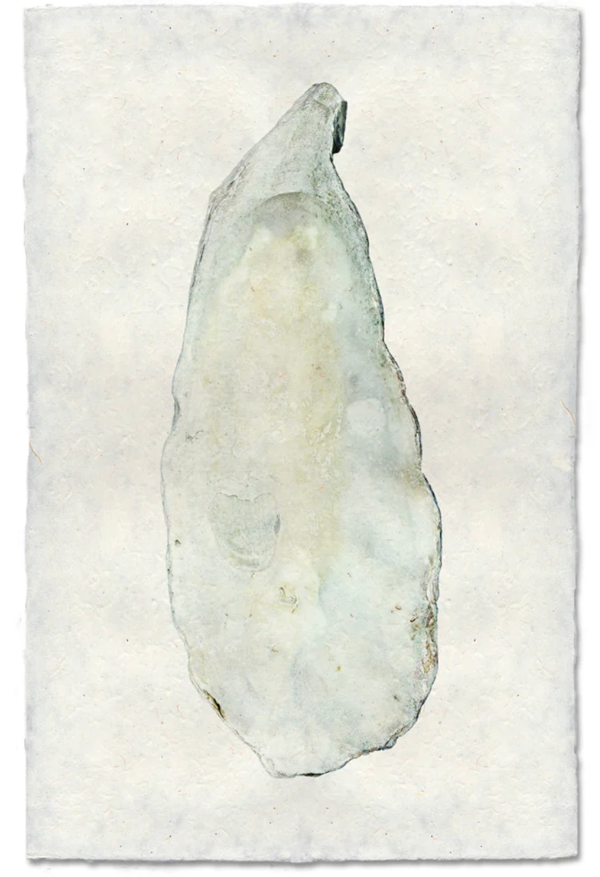 Oyster Study Shadowbox