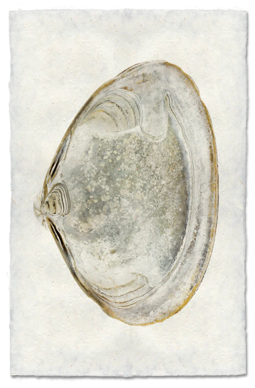 Atlantic Clam Shadowbox