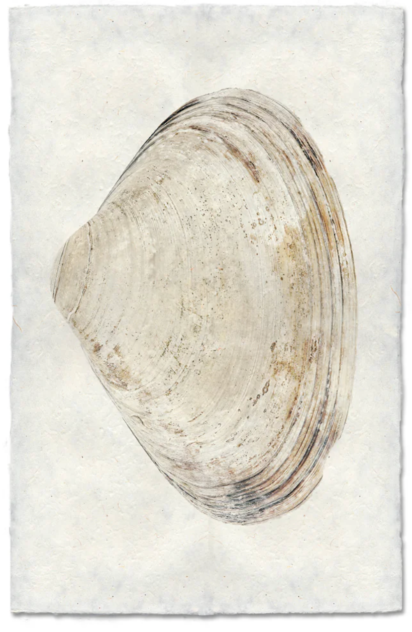 Atlantic Clam Shadowbox