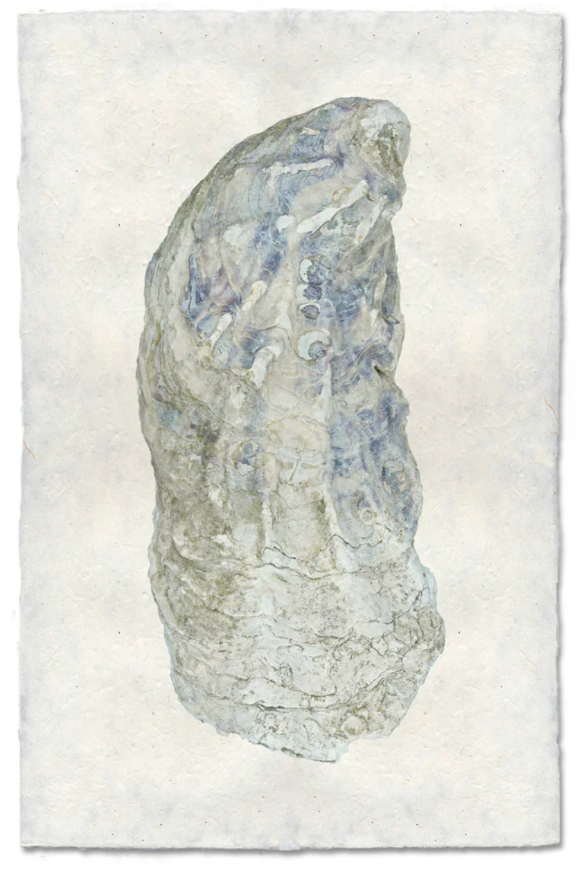 Oyster Study Shadowbox