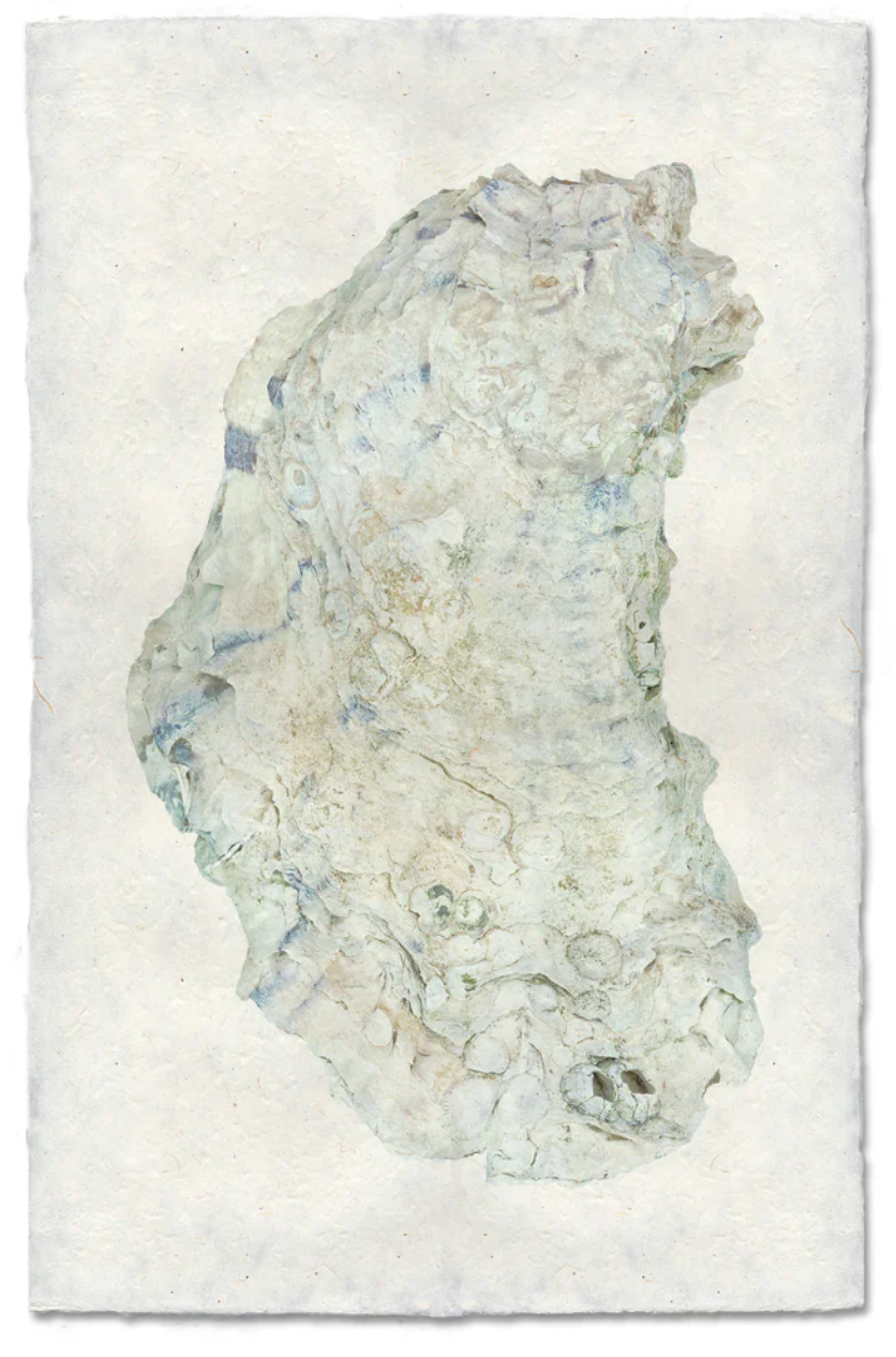 Oyster Study Shadowbox