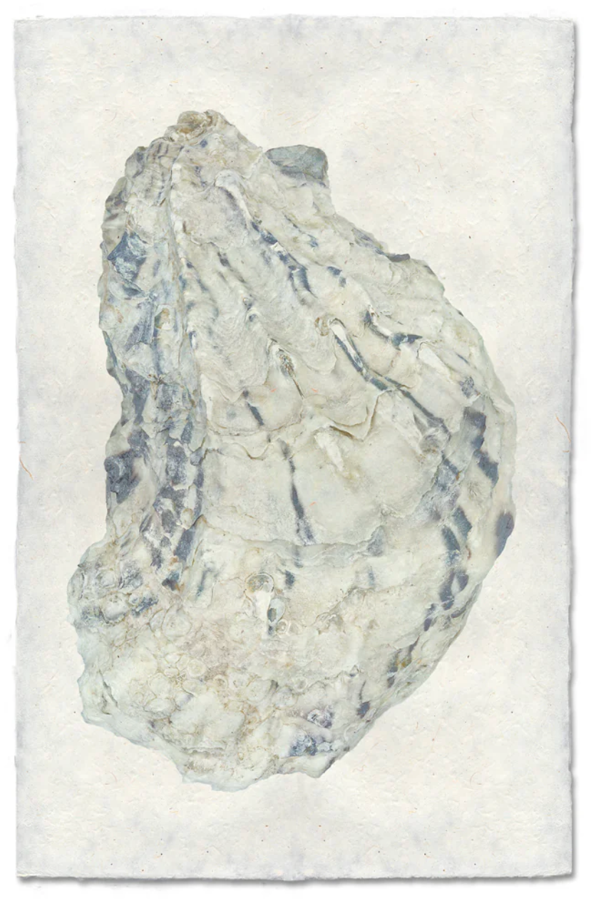 Oyster Study Shadowbox