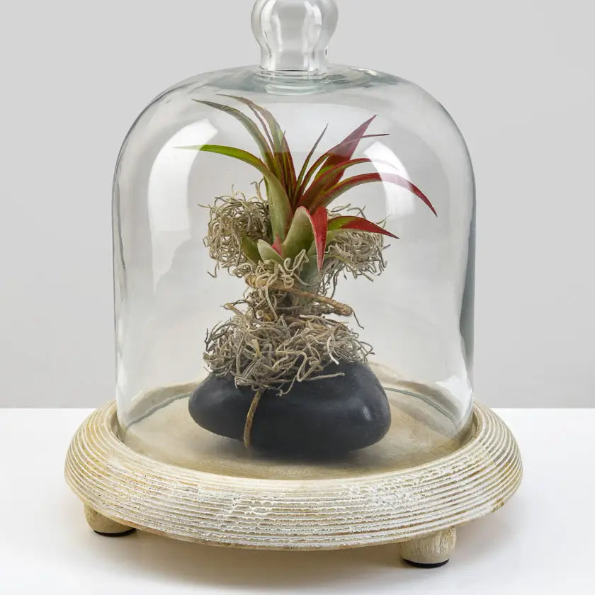 La Boheme Glass Cloche with Wood Base