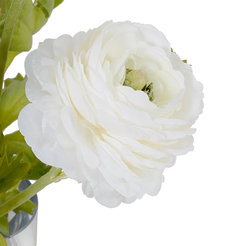 White Ranunculus in Glass Cylinder
