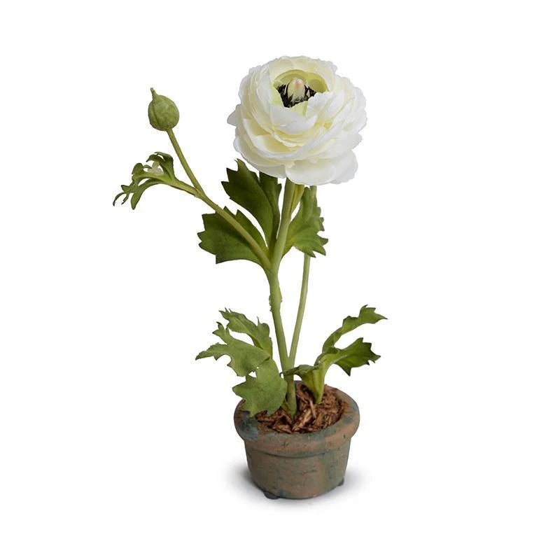 Ranunculus Mini Pot