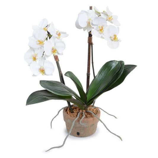 Faux White Phalaenopsis 2-Stem Orchids in Terracotta Pot