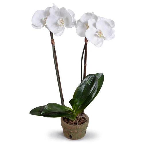 Faux White Phalaenopsis 2-Stem Orchids in Terracotta Pot: 22"