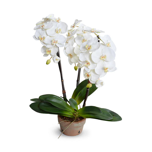 Faux White Phalaenopsis 3-Stem Orchids in Terracotta Pot