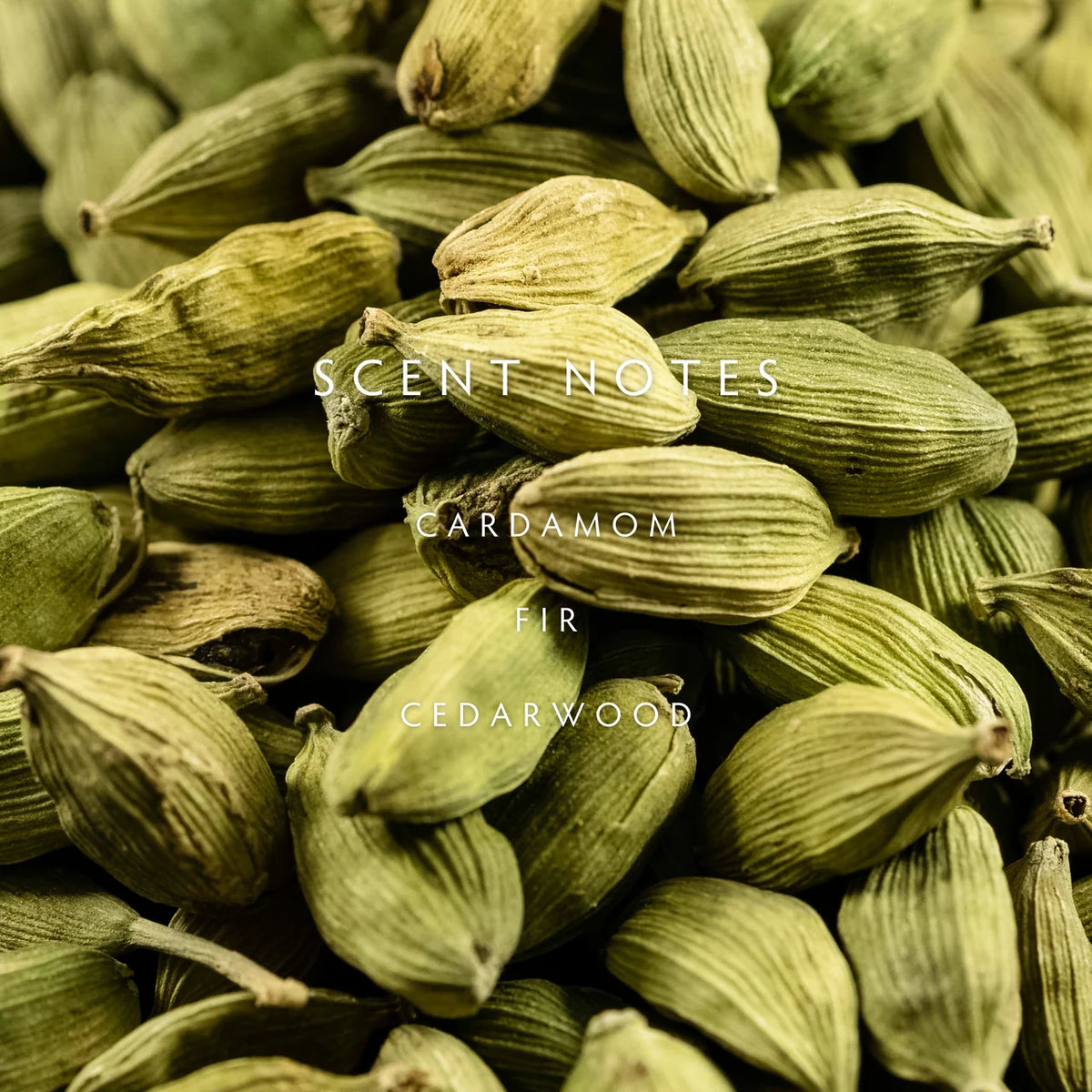 Cedar Cardamom Petite Candle