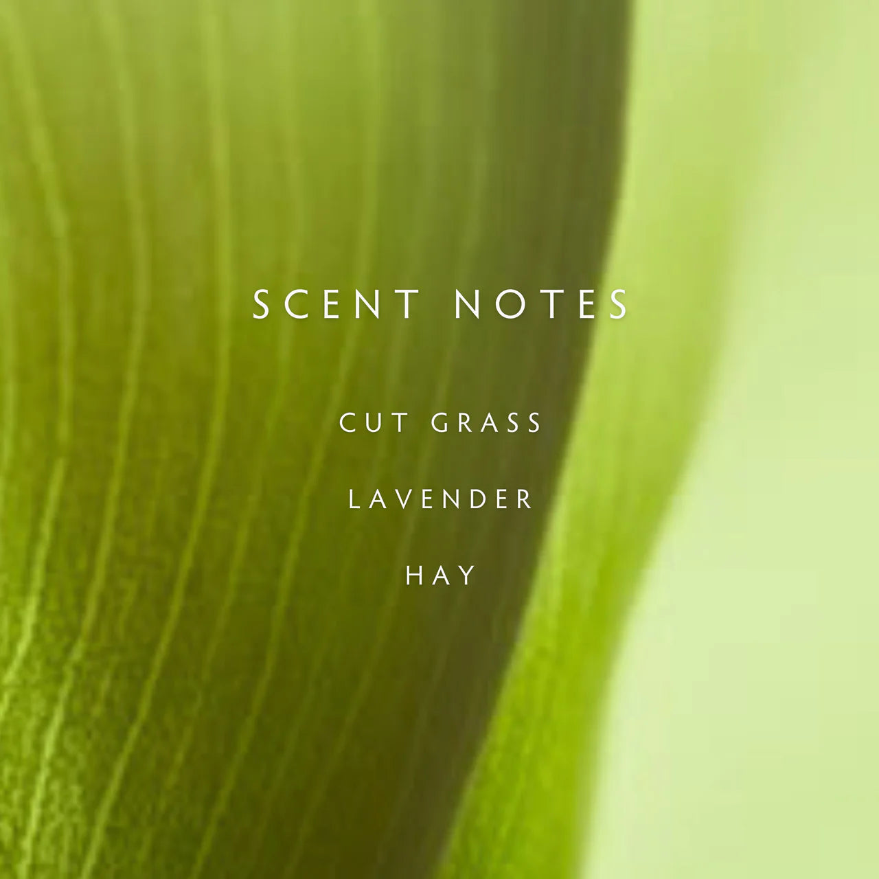 Fields Reed Diffuser