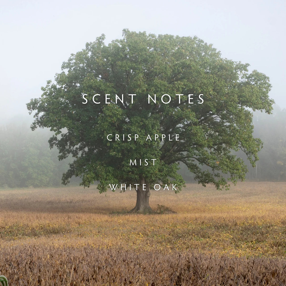 Fog Petite Candle