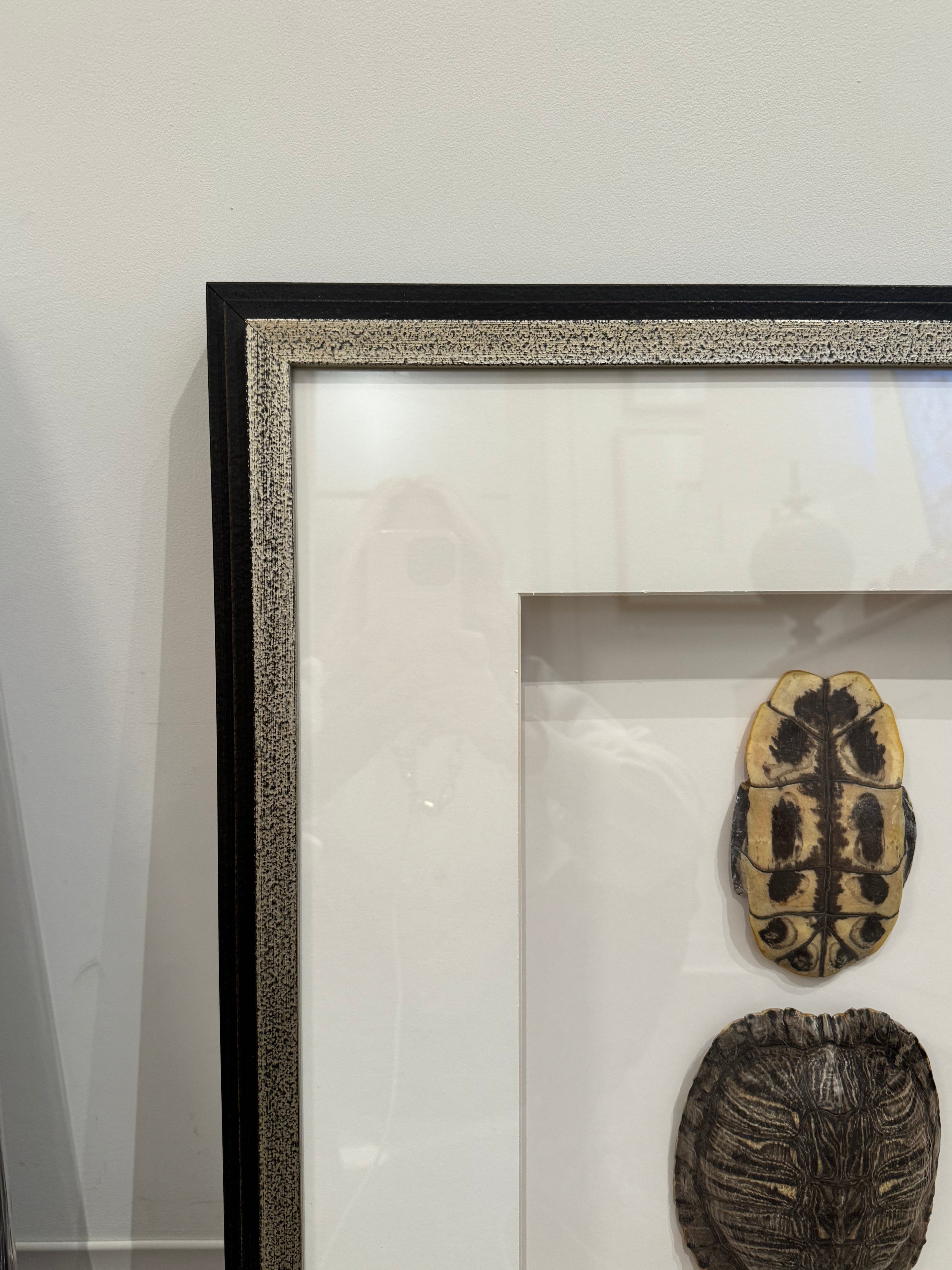 Framed Real Turtle Shell