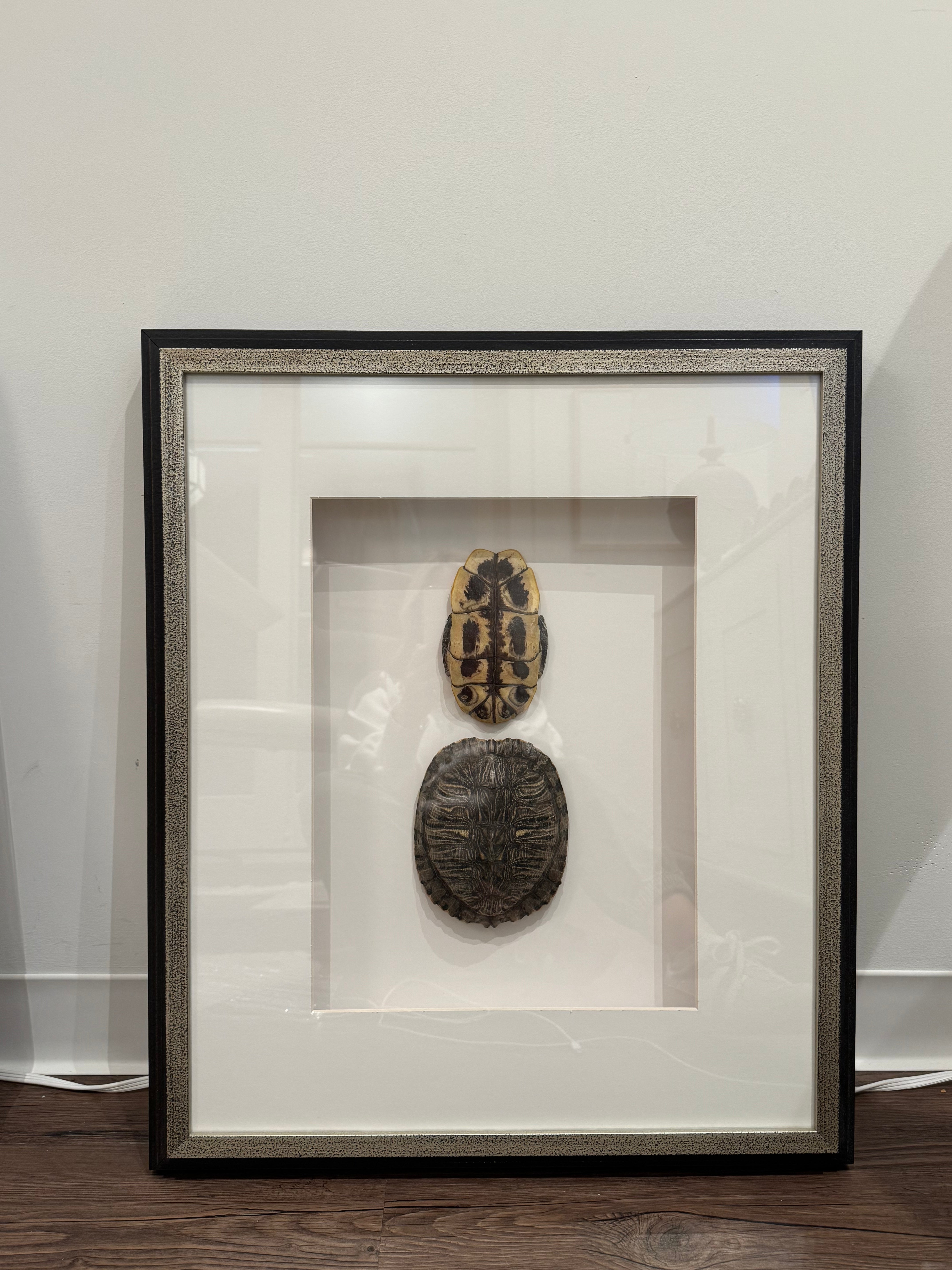 Framed Real Turtle Shell