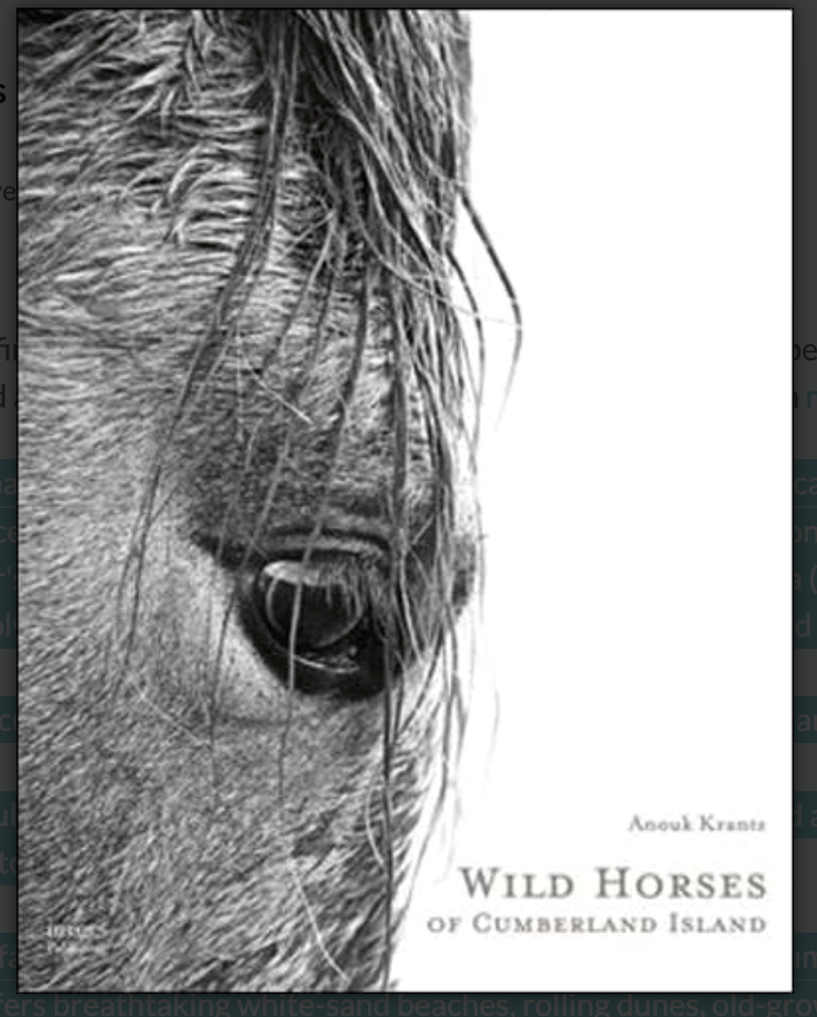 Wild Horses of Cumberland Island