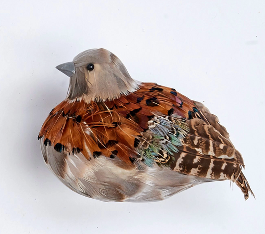 Feathered Partridge