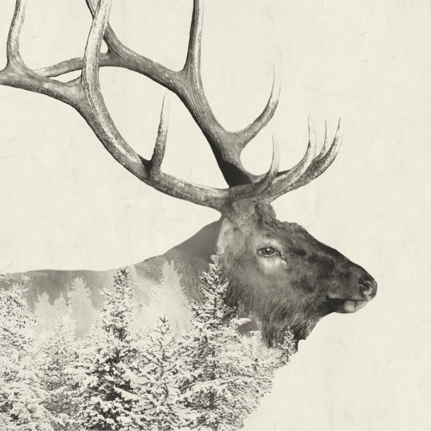 Majestic Elk Beverage Napkin
