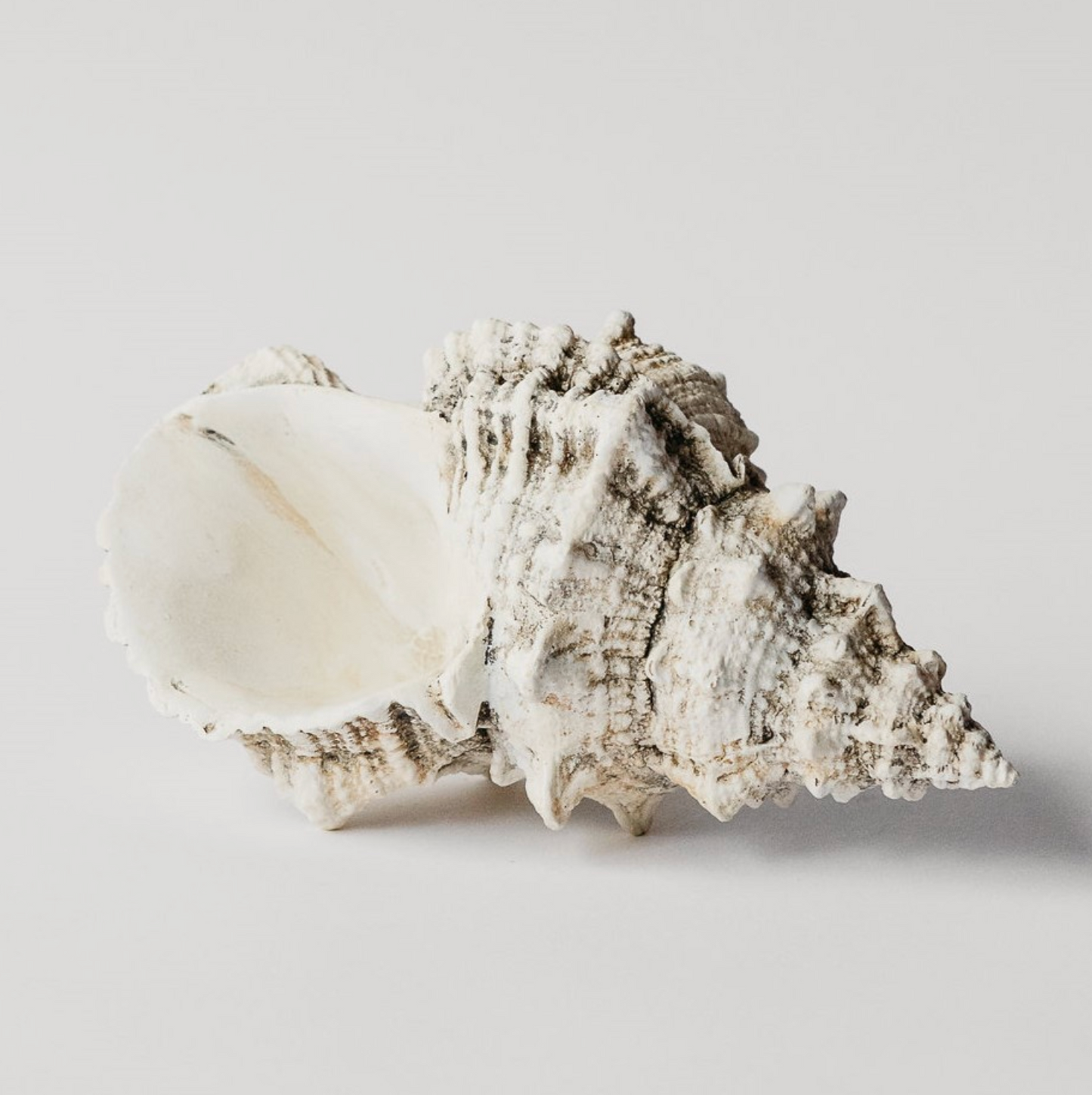 Bursa Wedding Shell