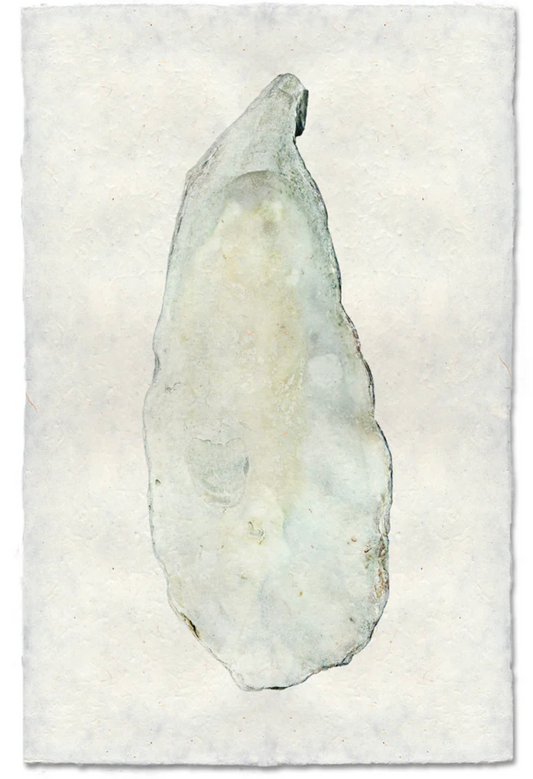 Oyster Study Shadowbox