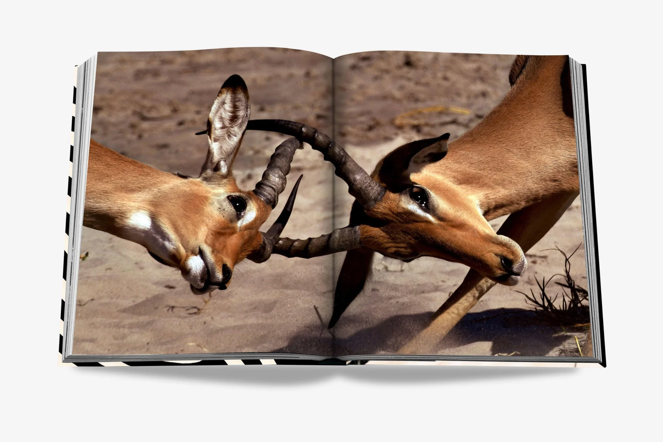 African Adventures: The Greatest Safari on Earth