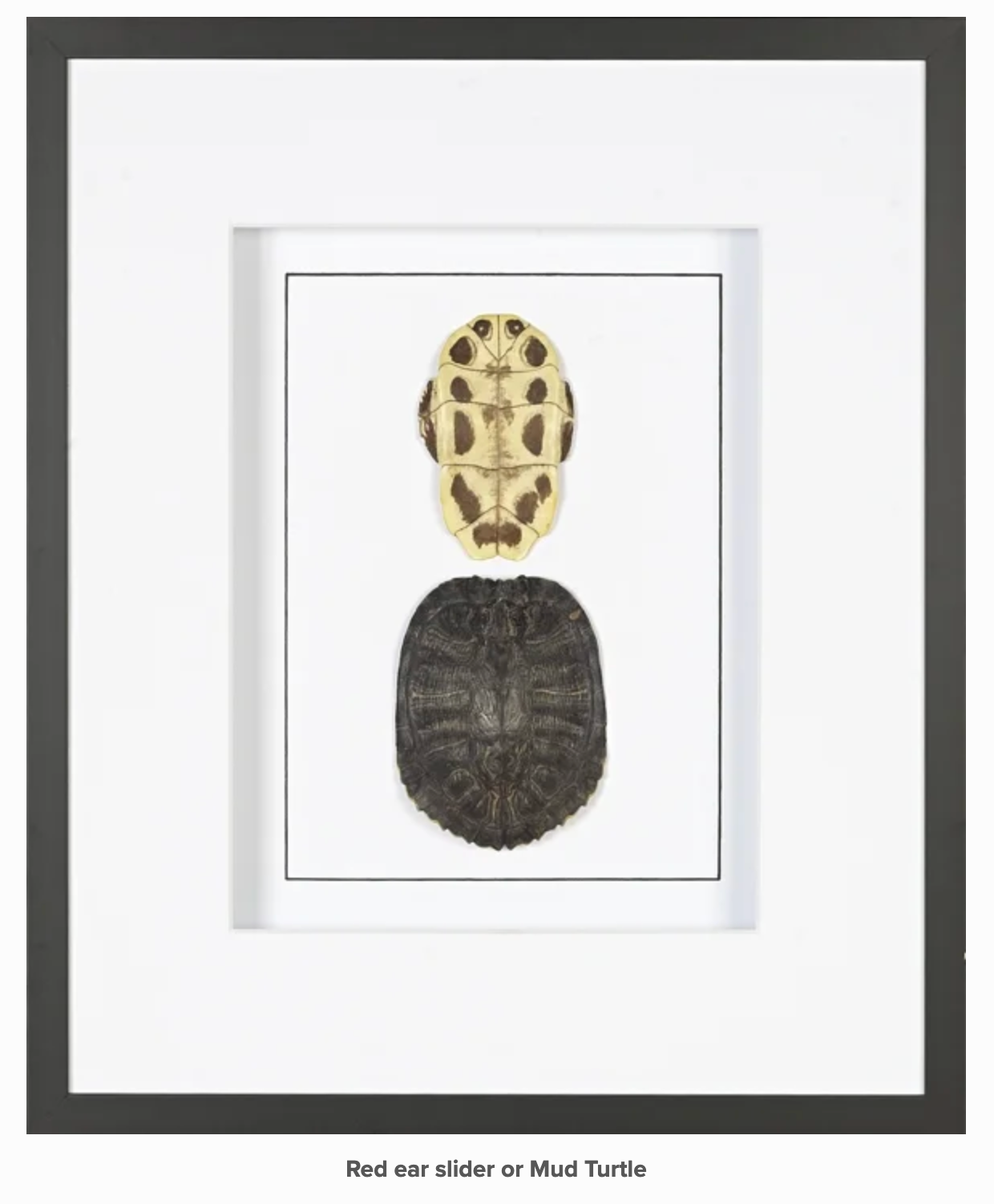 Framed Real Turtle Shell