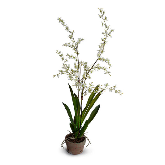 Faux White Brassia Orchids in Terracotta Pot