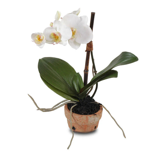 Faux White Phalaenopsis Orchid in Terracotta Pot