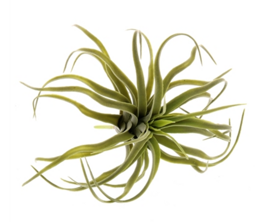 Faux Tillandsia