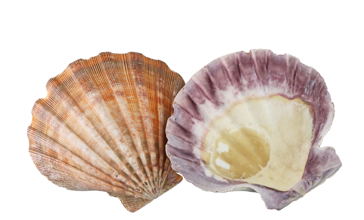 Lion Paw Sea Shell